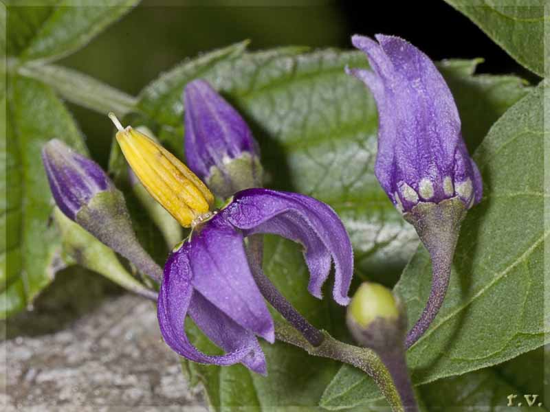 Dulcamara<br>Morella rampicante Solanum dulcamara  Solanaceae Solanales