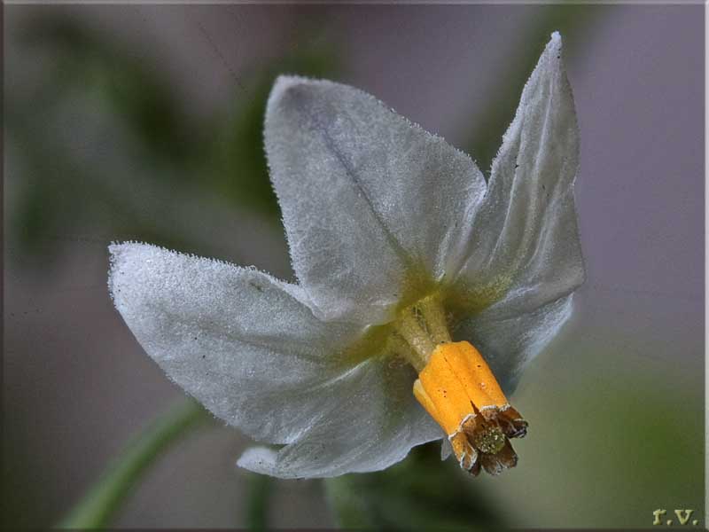 Morella comune Solanum nigrum  Solanaceae Solanales
