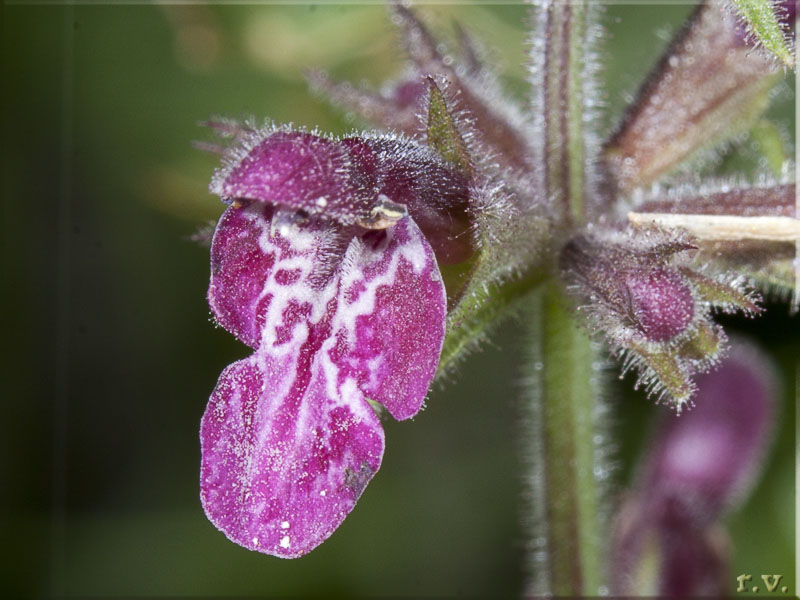 Stregona dei boschi Stachys sylvatica  Lamiaceae Lamiales