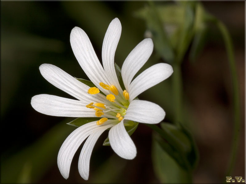 Stellaria holostea