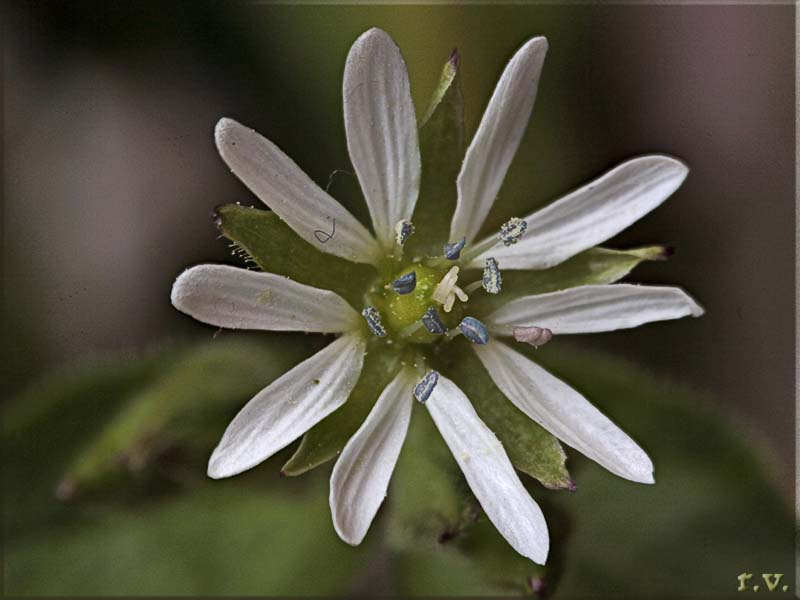 Centocchio Stellaria media  Caryophyllaceae Caryophyllales