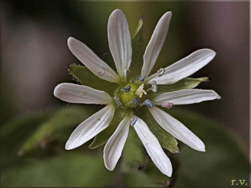 Stellaria media