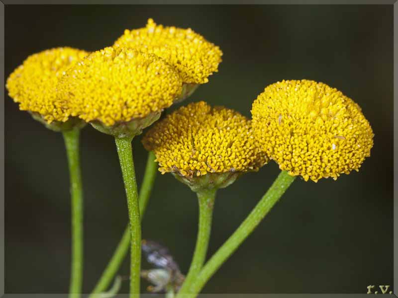 Tanaceto Tanacetum vulgare  Asteraceae Asterales