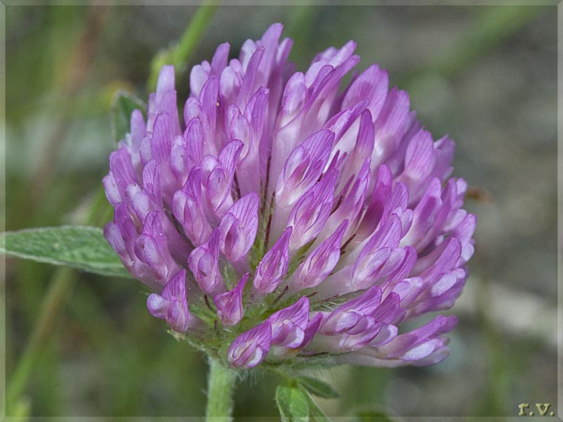 Trifoglio violetto Trifolium pratense  Fabaceae Fabales