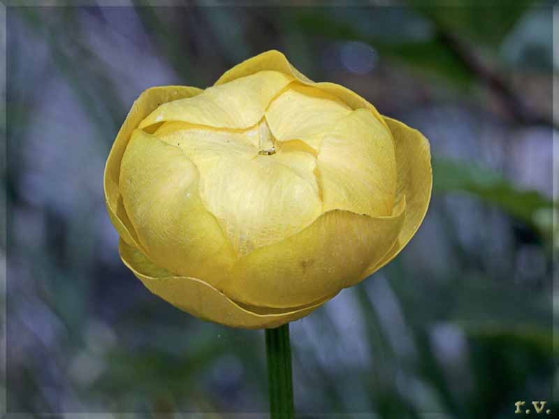 Trollius europaeus