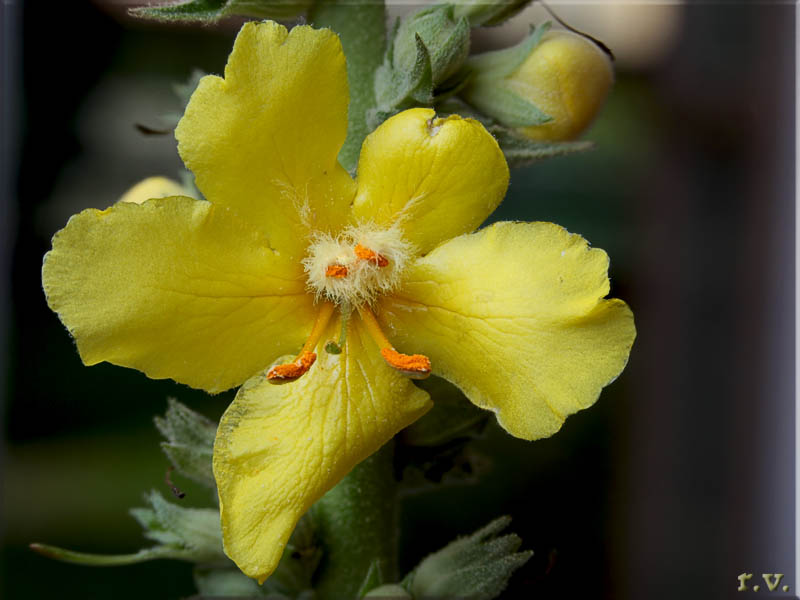  Verbascum bombyciferum  Scrophulariaceae Scrophulariales