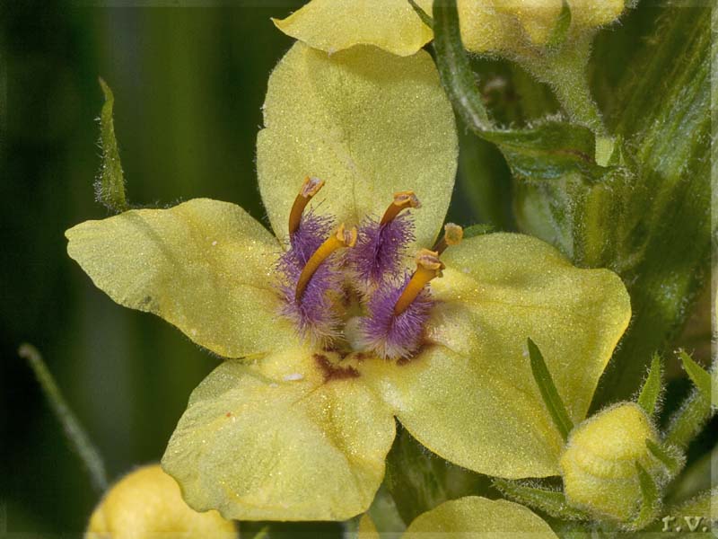 Tasso barbasso Verbascum nigrum  Scrophulariaceae Scrophulariales