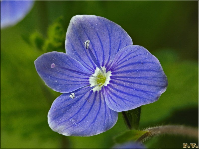 Veronica maggiore Veronica chamaedrys  Scrophulariaceae Scrophulariales