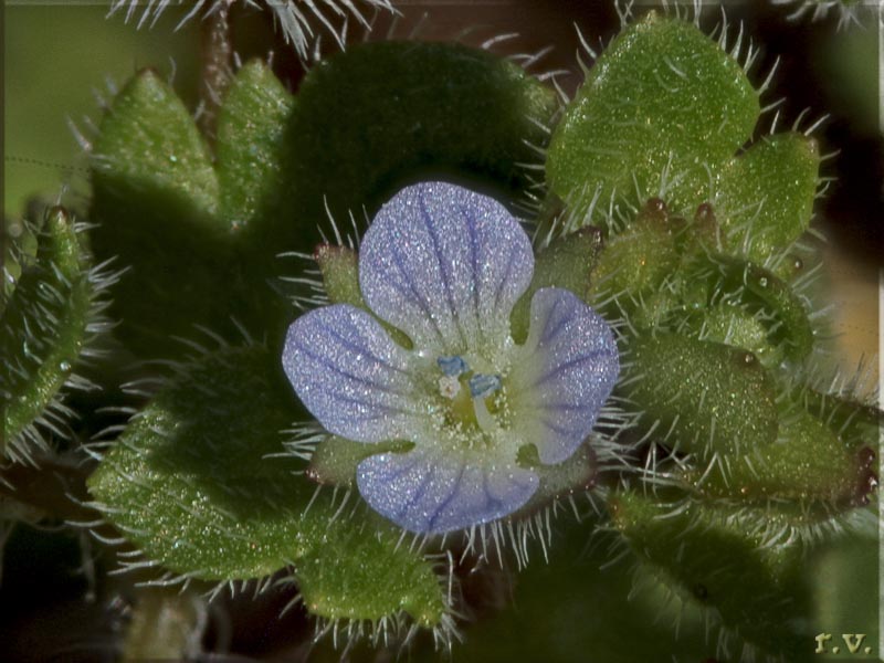 Veronica con foglie d'edera Veronica hederifolia  Scrophulariaceae Scrophulariales