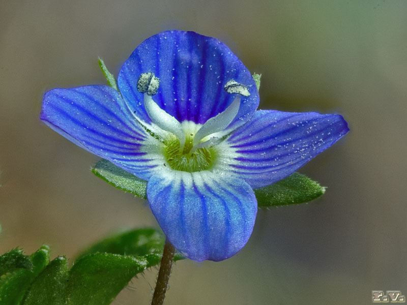 Occhi della madonna Veronica persica  Scrophulariaceae Scrophulariales