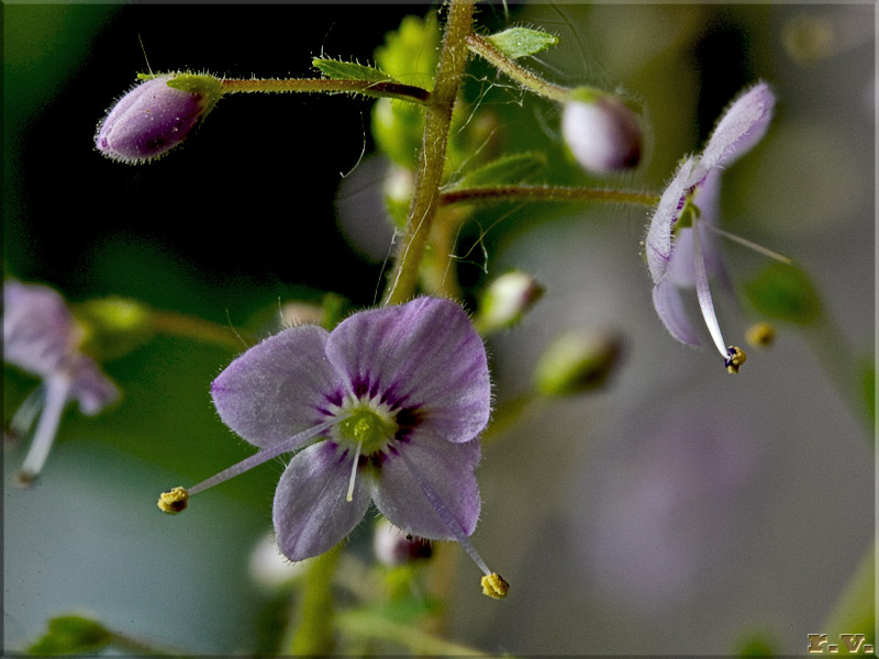 Veronica delle faggette Veronica urticifolia  Scrophulariaceae Scrophulariales