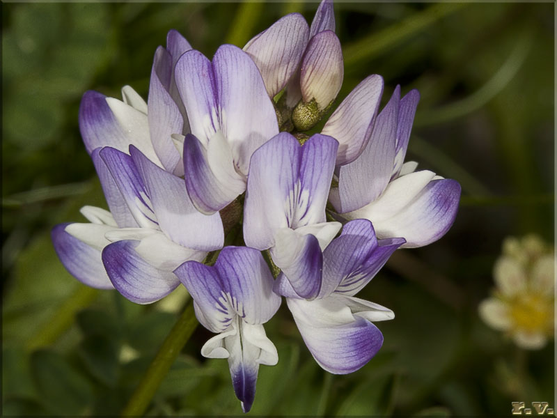 Veccia silvana Vicia sepium  Fabaceae Fabales