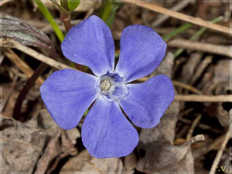 Pervinca Vinca minor  Apocynaceae Gentianales