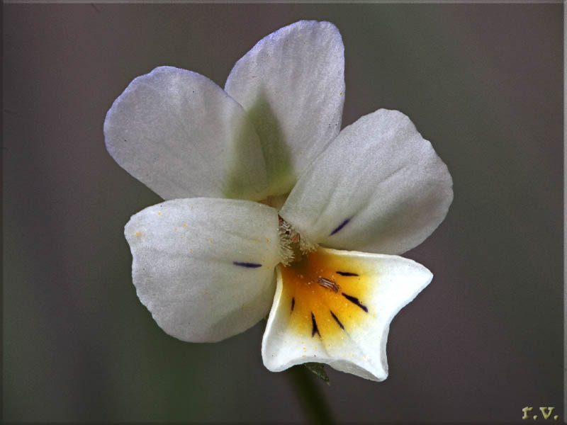 Viola dei campi Viola arvensis  Violaceae Violales