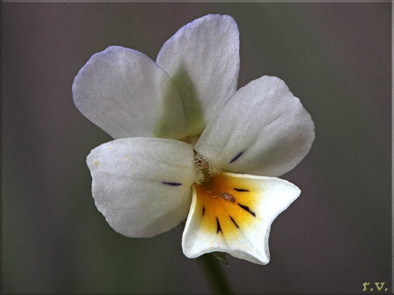 Viola arvensis