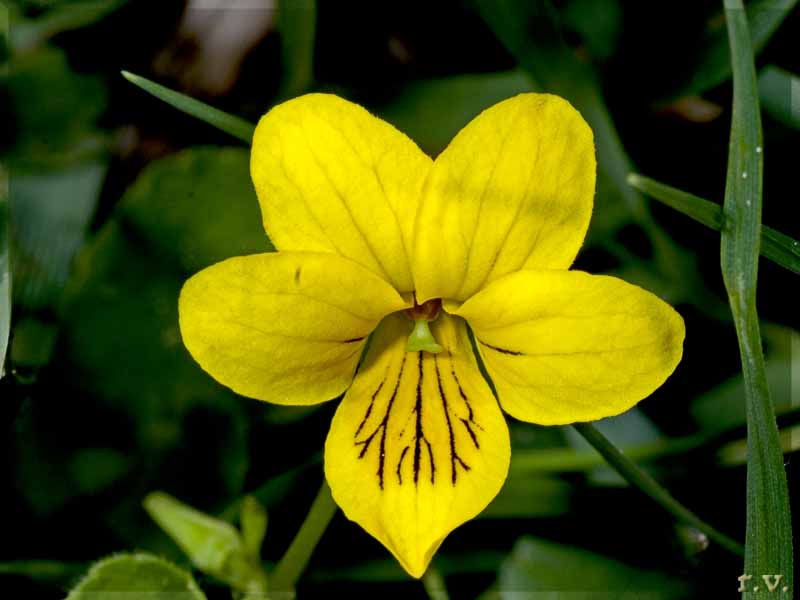 Viola biflora