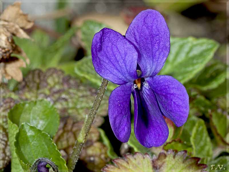 Viola mammola Viola odorata  Violaceae Violales