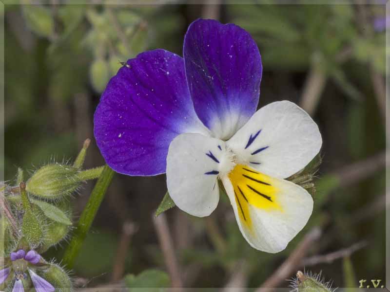 Viola del pensiero Viola tricolor  Violaceae Violales