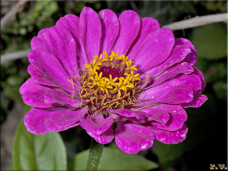 Zinnia Zinnia elegans  Asteraceae Asterales